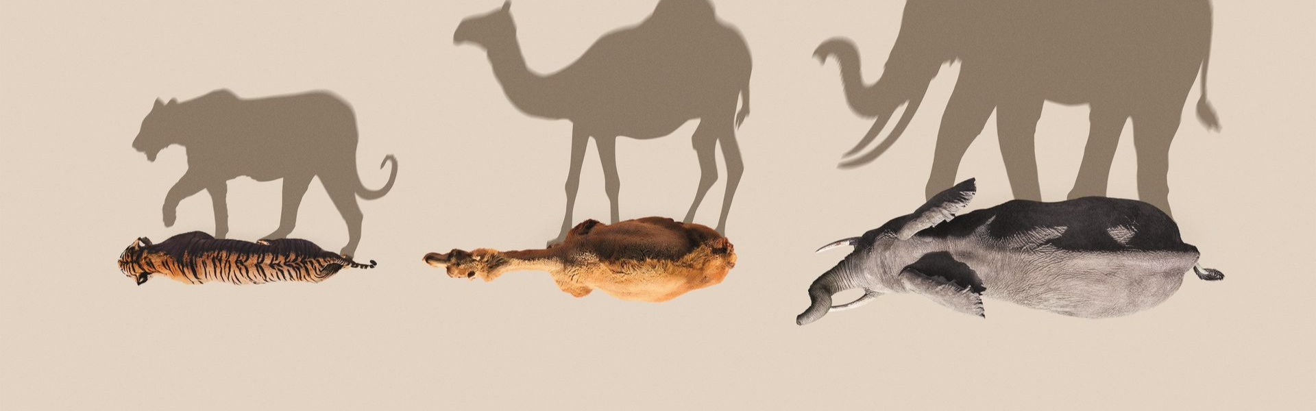Mammals NLZIET