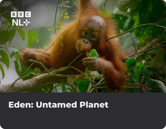 Eden NLZIET BBC NL+