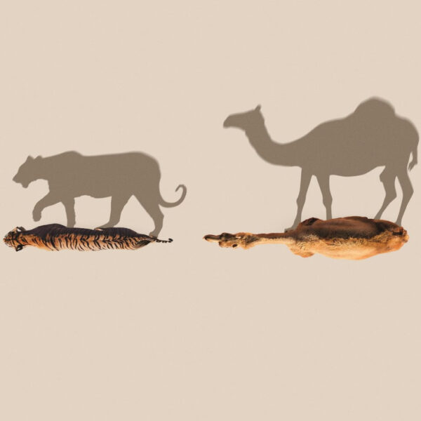 Mammals documentaires NLZIET