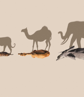 Mammals gemist NLZIET