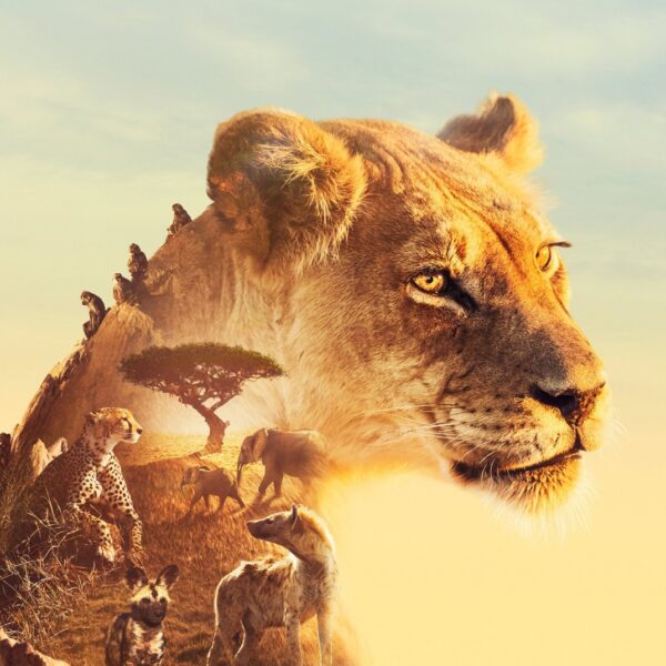 Serengeti leukste documentaires NLZIET