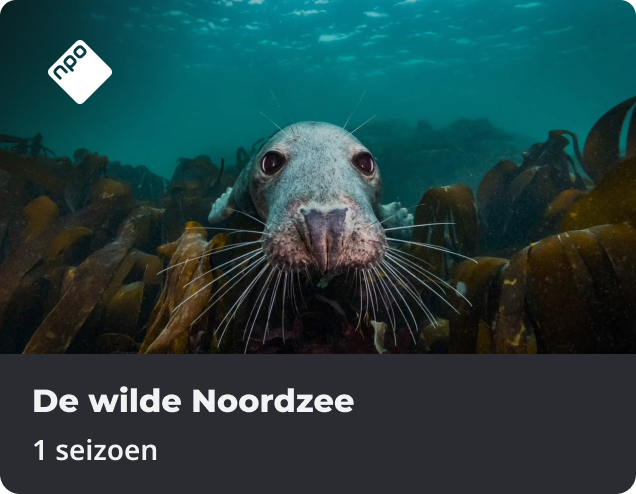 De wilde Noordzee app NLZIET