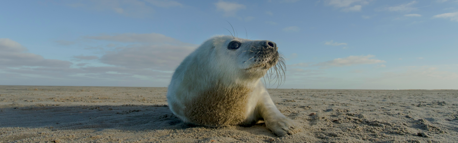 Top 10 Natuurdocumentaires NLZIET