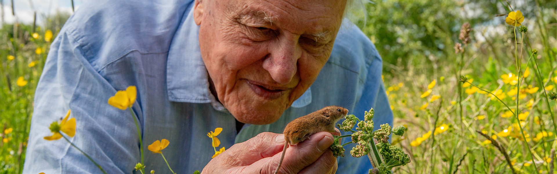 David Attenborough documentaires NLZIET